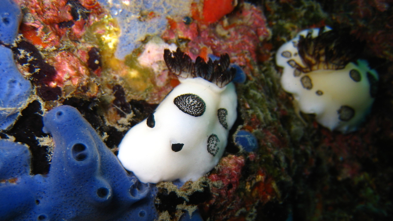 Illustration for article titled Striking Photographs Of Sea Slugs Expose The Alien World Under the Sea